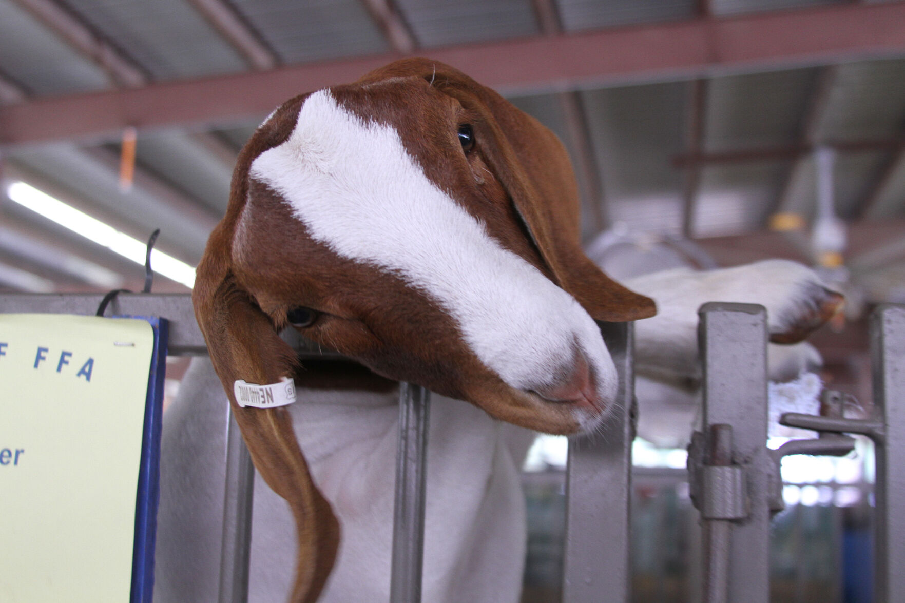 PHOTOS: Scenes from the Scotts Bluff County Fair